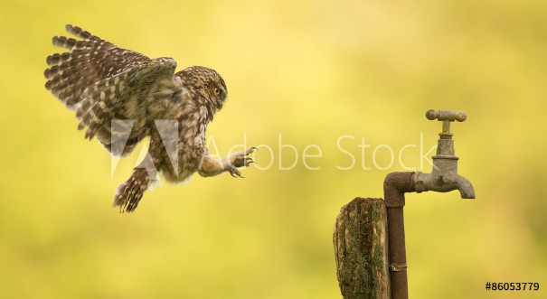Picture of Coming into land a wild little owl landing on an old water tap